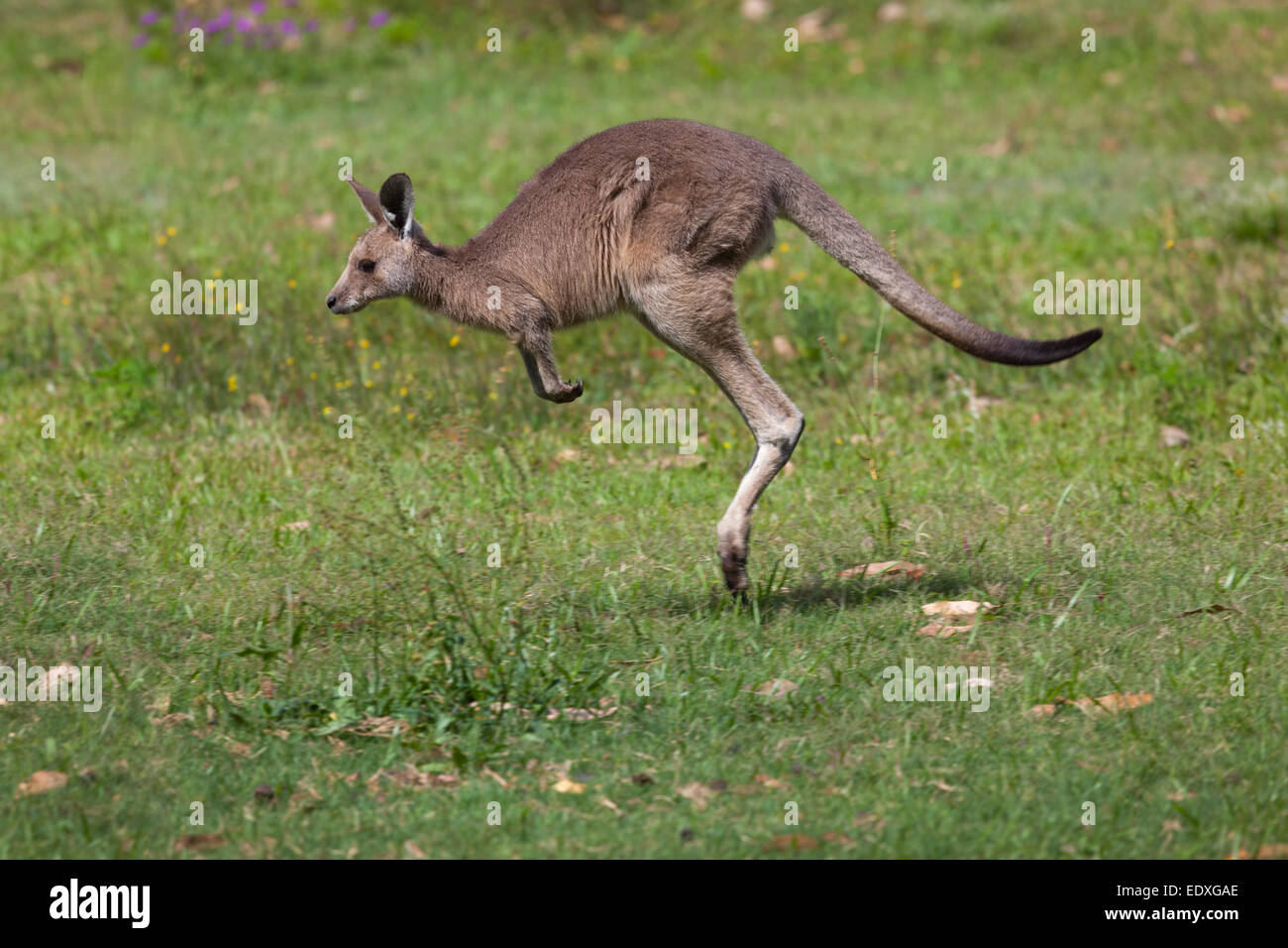 Jumping Kangaroo in Queensland, Australia Stock Photo