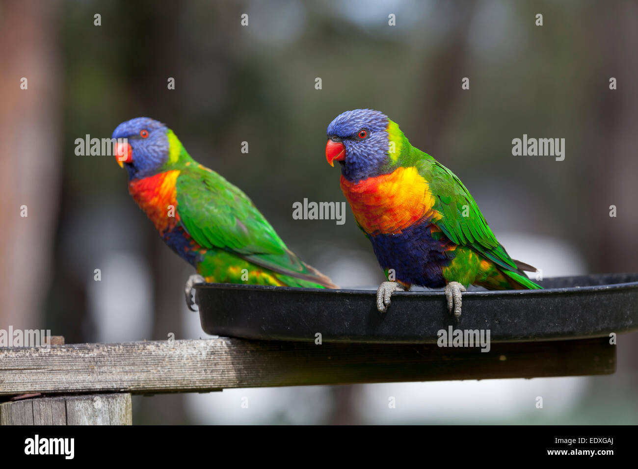 Lorikeet birds in New South Wales,Australia Stock Photo