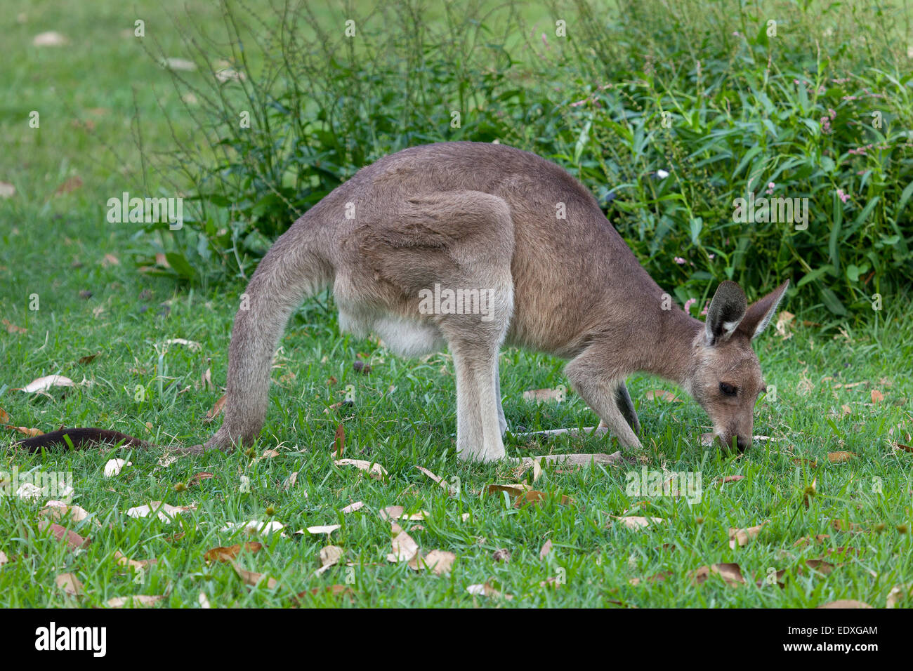 Kangaroo eating in New South Wales,Australia Stock Photo