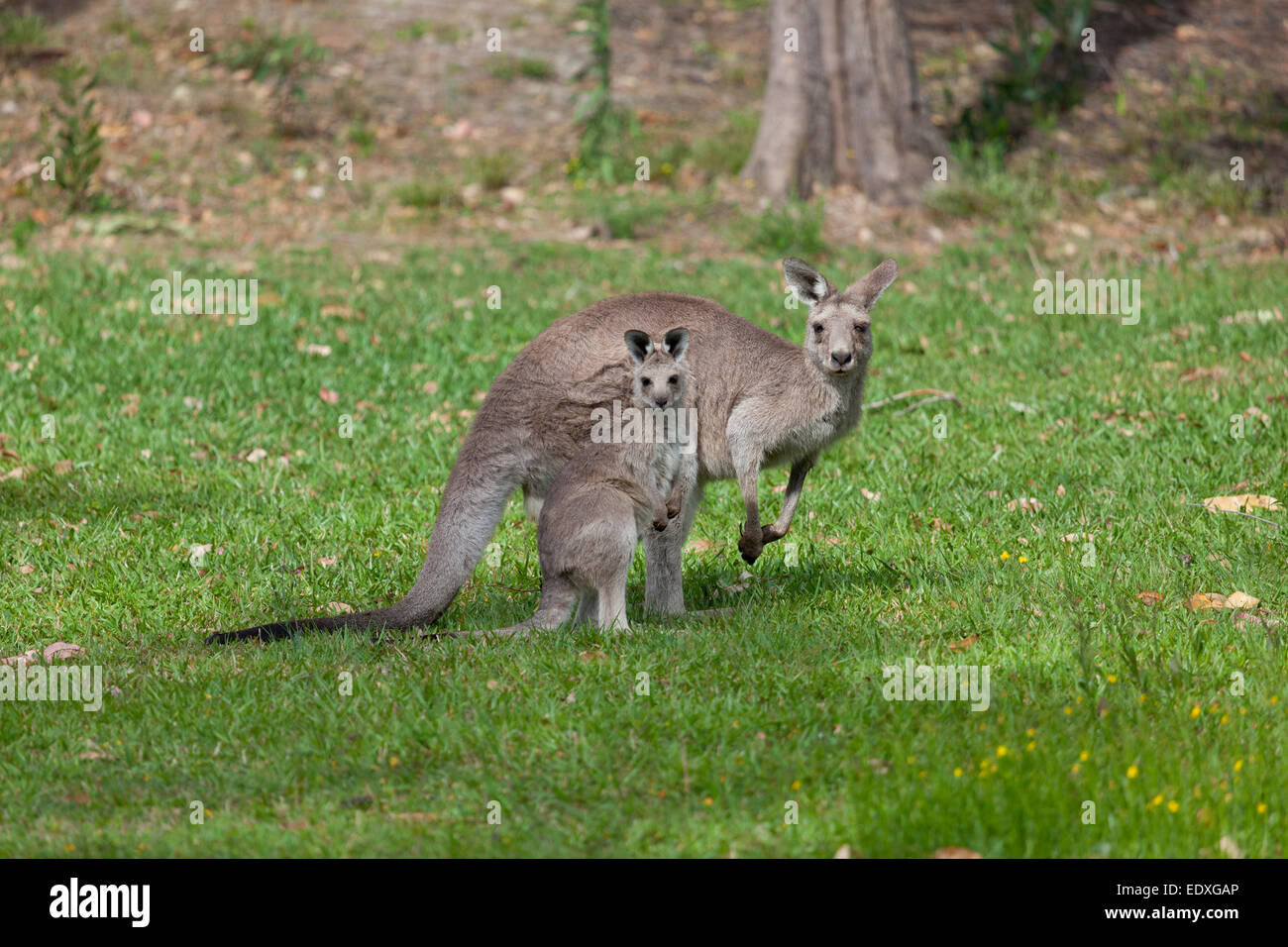Mother and young kangaroo in New South Wales,Australia Stock Photo