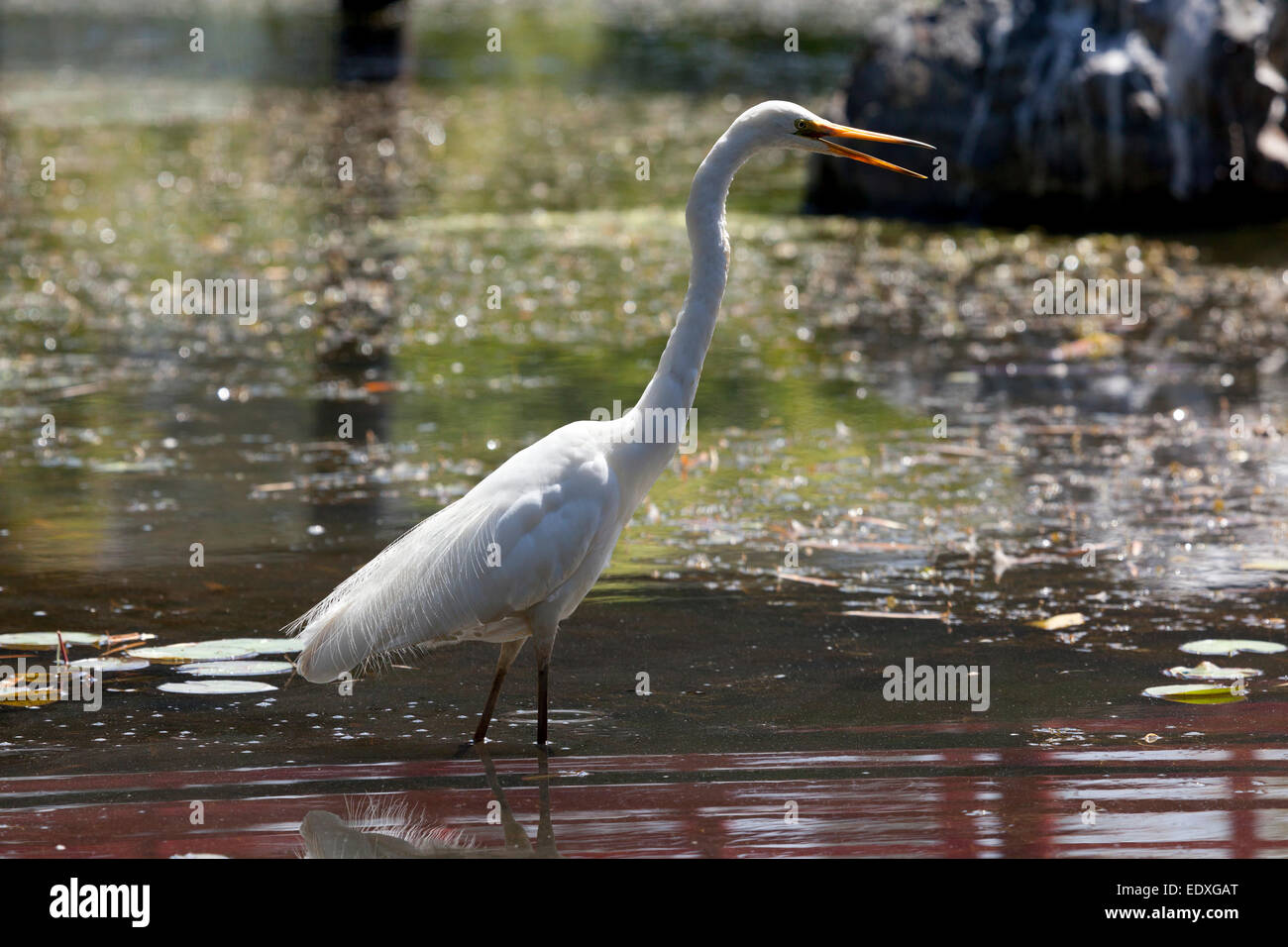 Eastern great egret, New South Wales, Australia Stock Photo