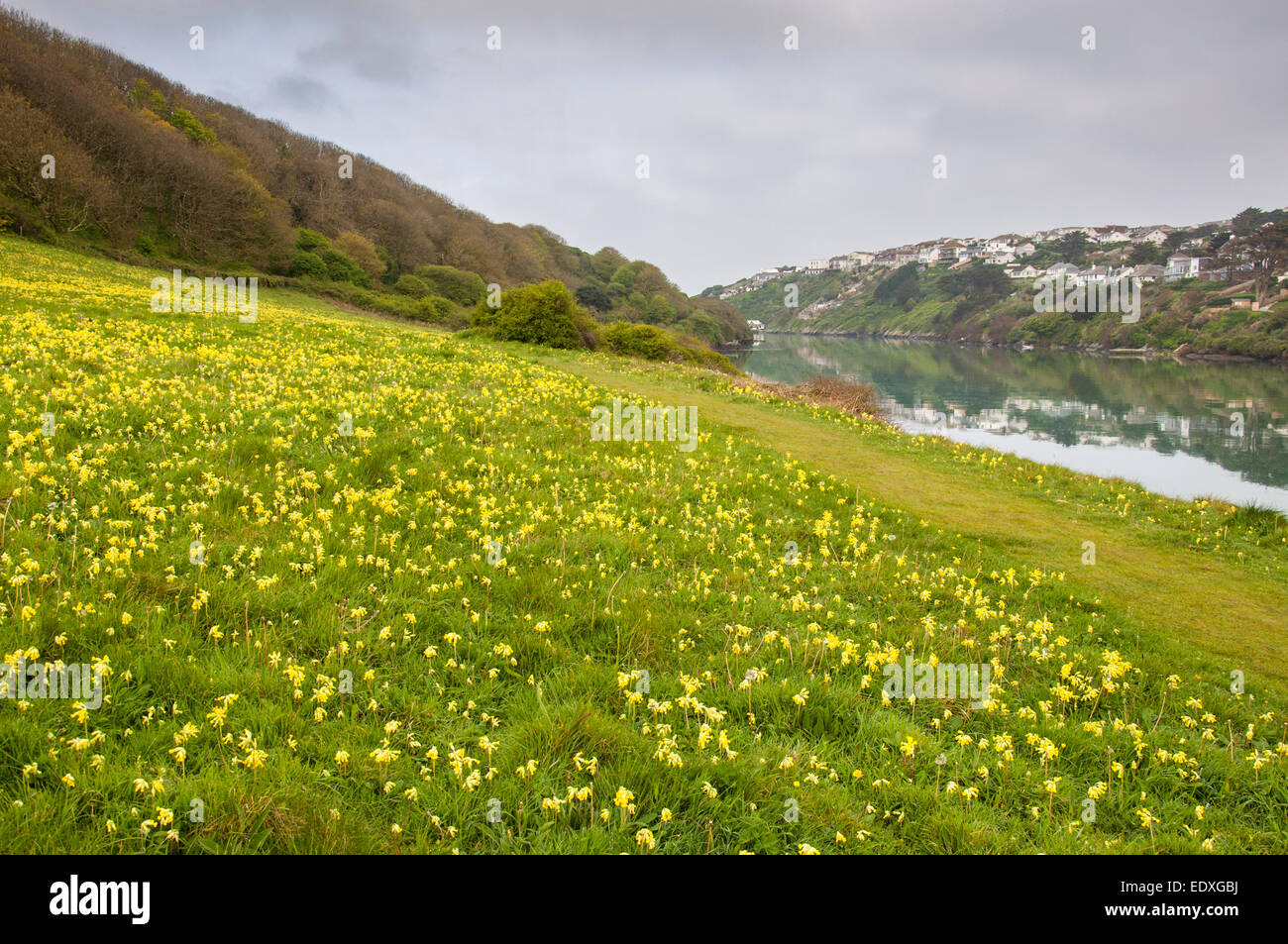 Spring Cowslips blooming beside the river Gannel near Crantock, Newquay, Cornwall. Stock Photo