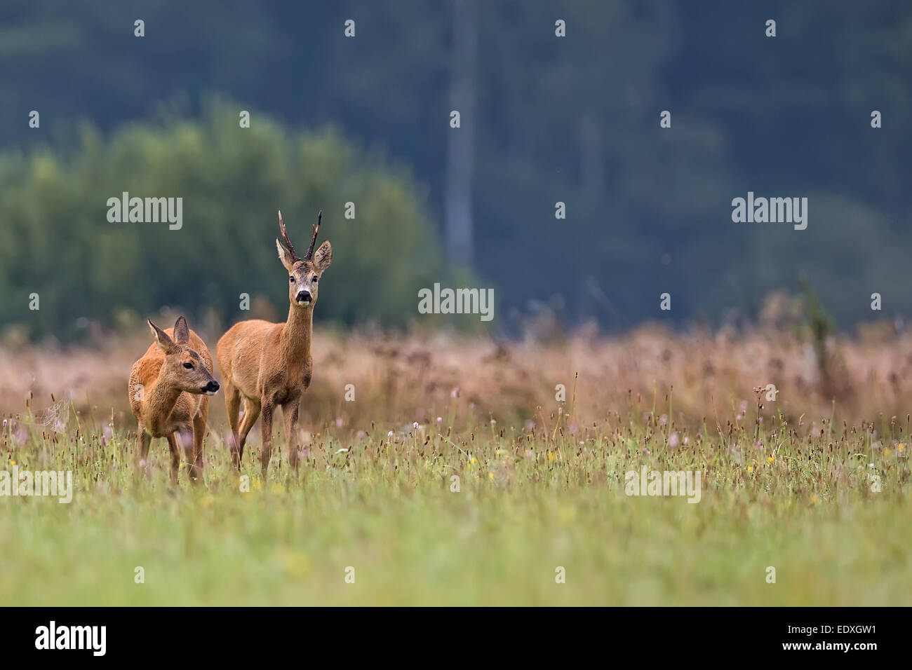 Buck deer in the clearing, in the wild Stock Photo