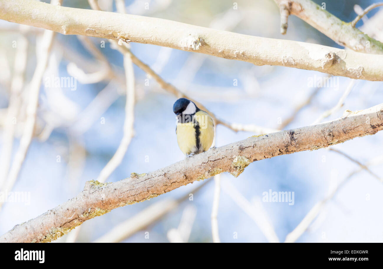 Parus major,saithe common hanging from a tree branch Stock Photo Alamy