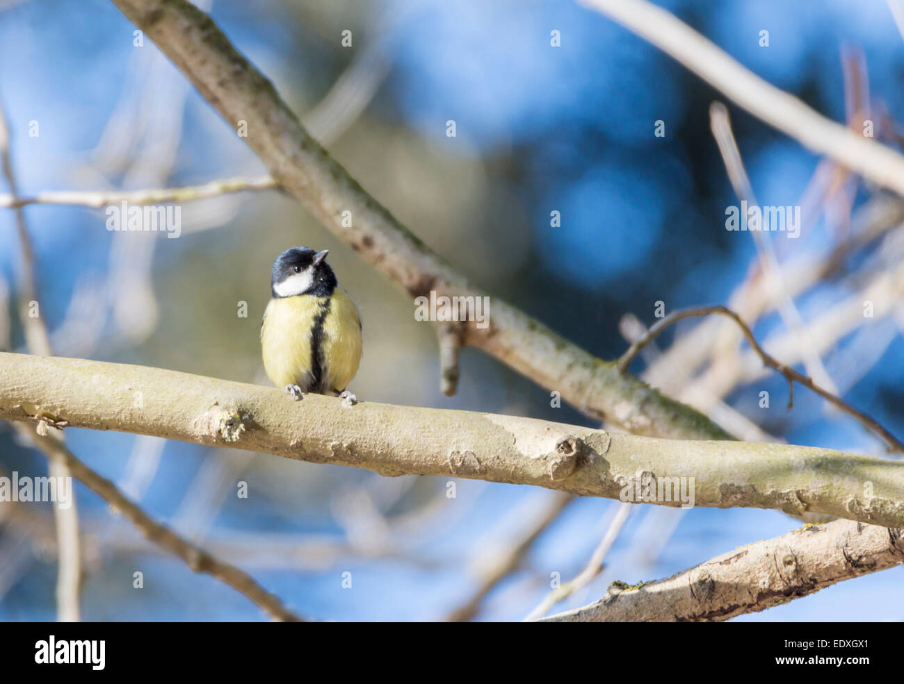 Parus major,saithe common  hanging from a tree branch Stock Photo