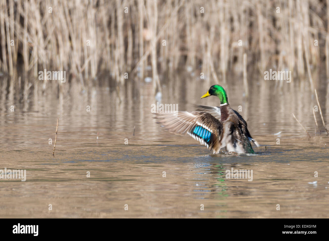 anas platyrhynchos,swimming in the lake looking for food Stock Photo ...