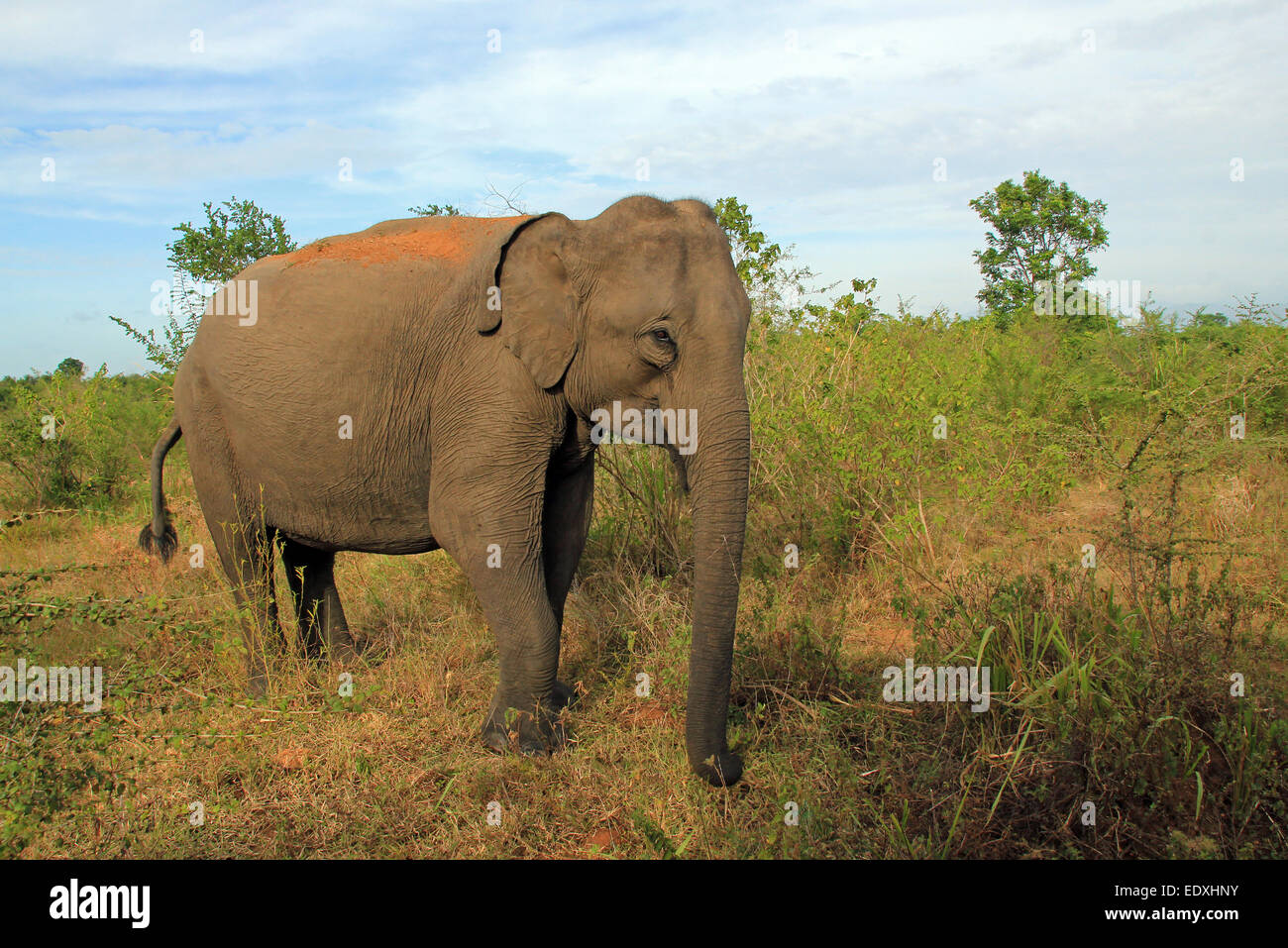 Lankesian Elephant (Elephas Maximus Maximus) in the Bush, Uda Walawe National Park, Sri Lanka Stock Photo