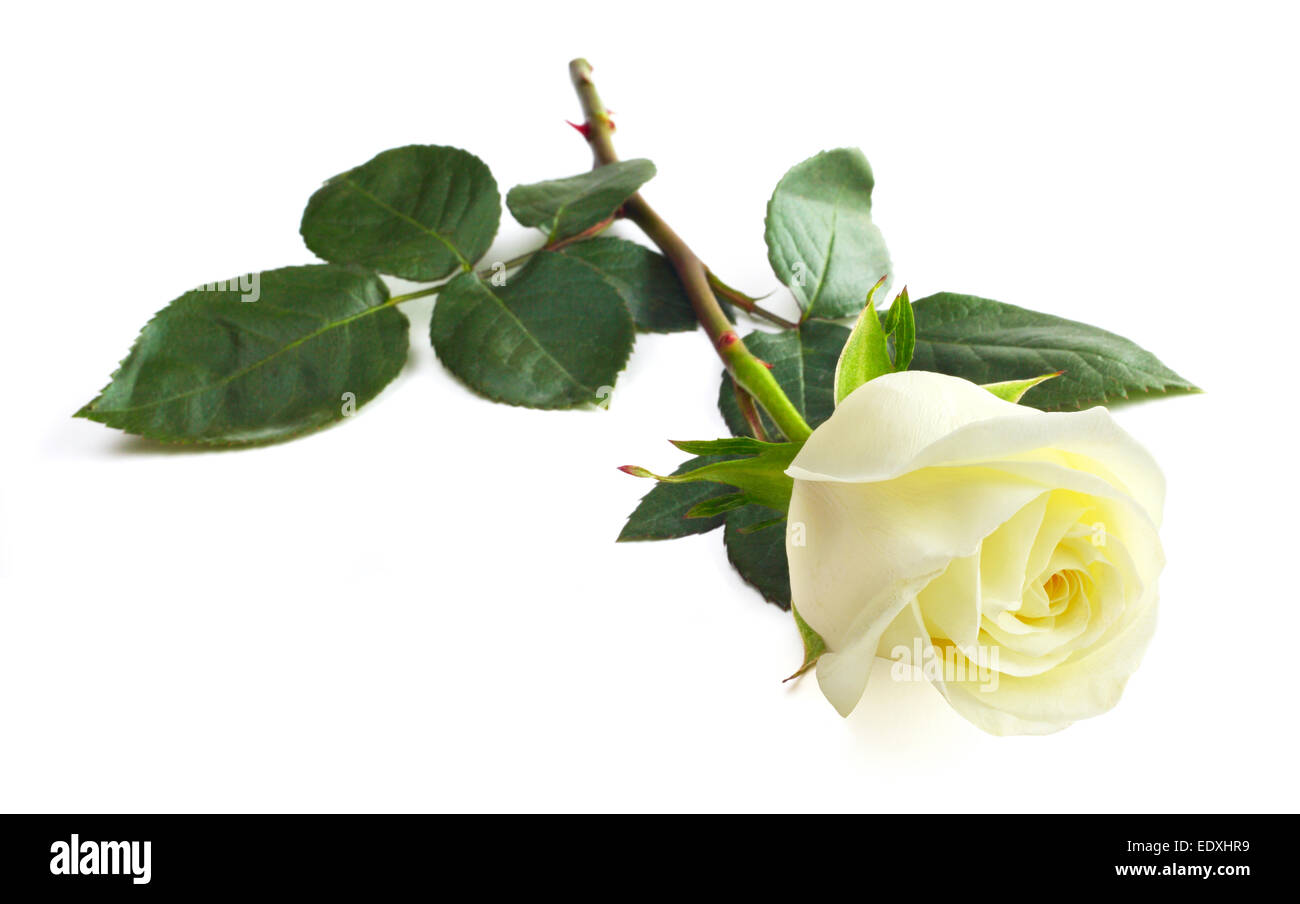 One white rose isolated on white background close-up Stock Photo