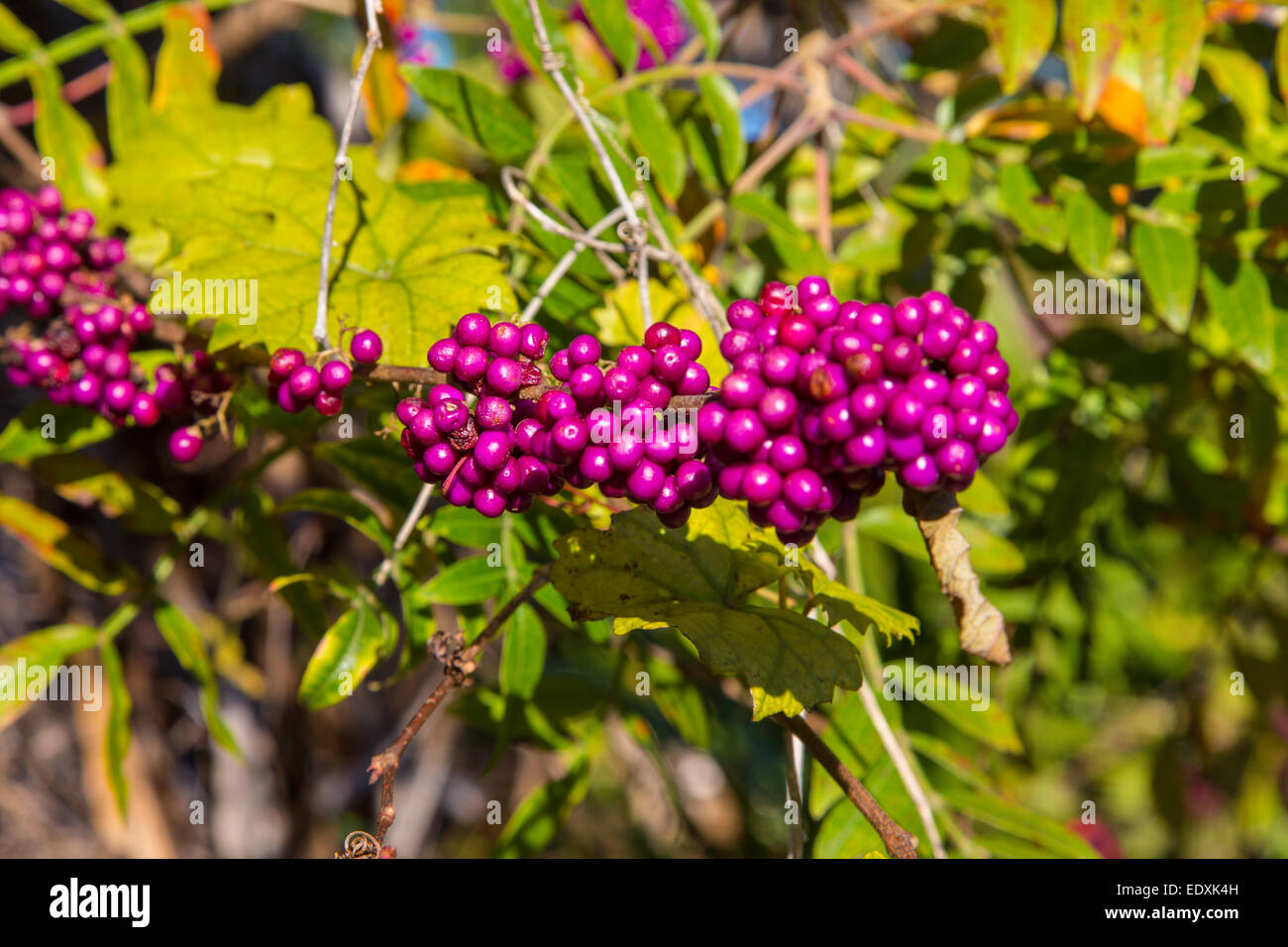 American Beauty Berry growing in Oscar Sherer Syaye Park in Osprey