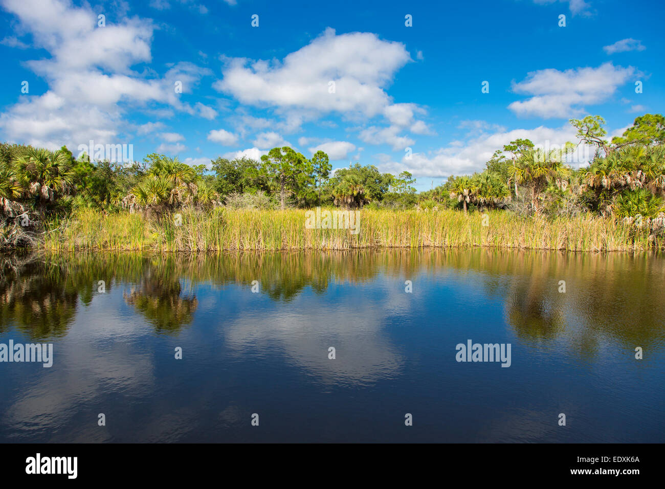 Small pond at Alligator Creek Preserve in Punta Gorda Florida Stock