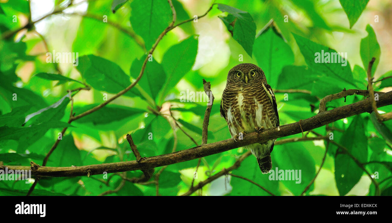 Nepal Land of Himalayan wonders and cultural treasures, where ancient