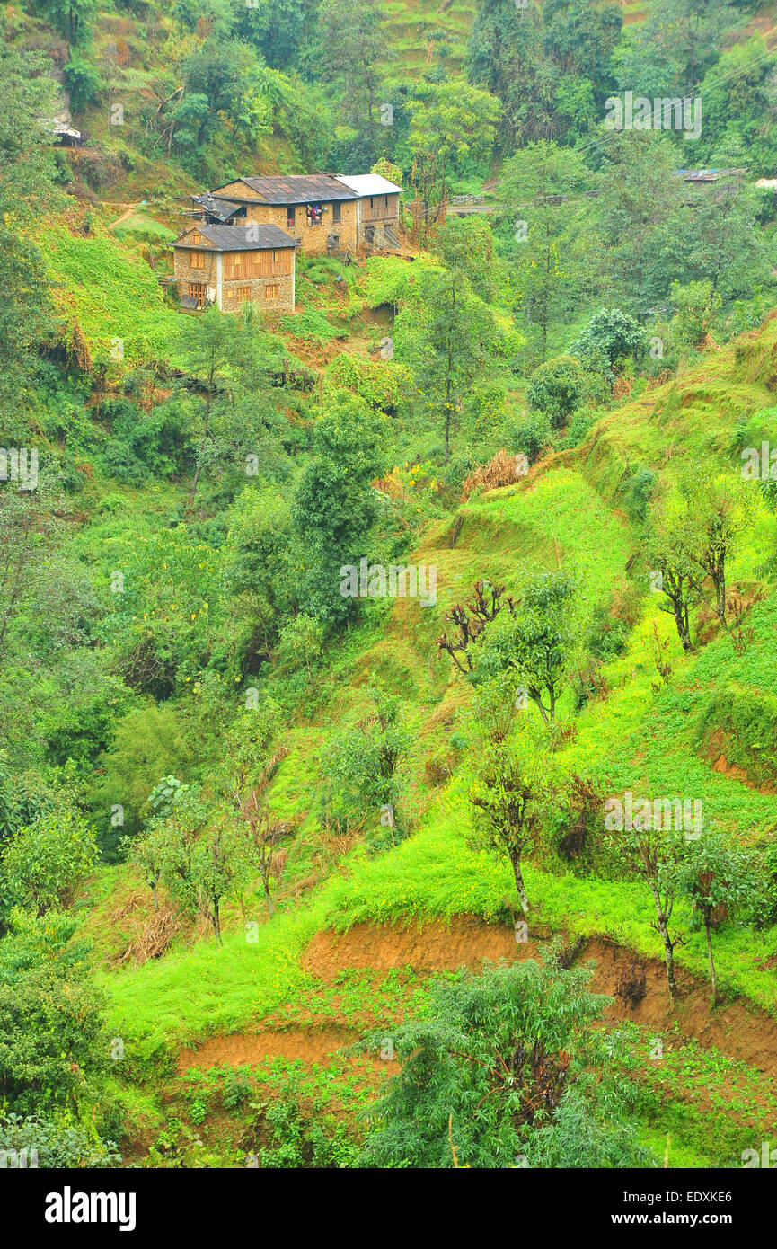 Embrace the beauty of nature and indulge in rural tranquility at the Hill Terrace Farm in Nepal. Stock Photo