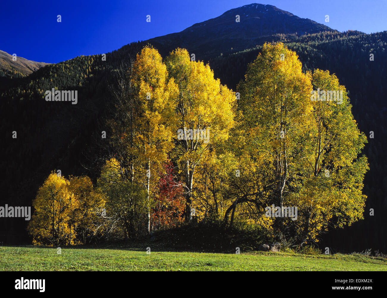Eine Gruppe Espenim Herbst, A group of Aspen trees in autumn, Autumn, Fall, Aspen, Nature, Tree, Trees, Leaves, Colored, Yellow, Stock Photo