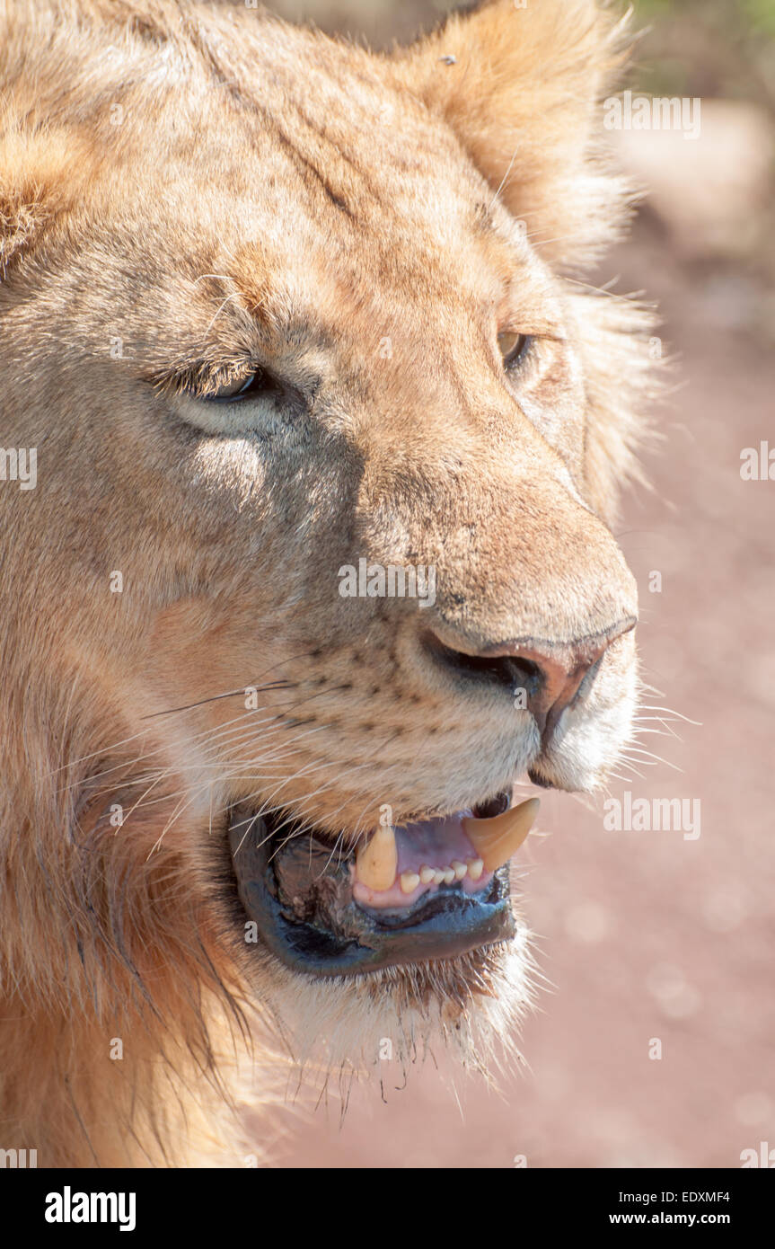 Portrait of  a lion with mouth slightly open, revealing canines. Stock Photo