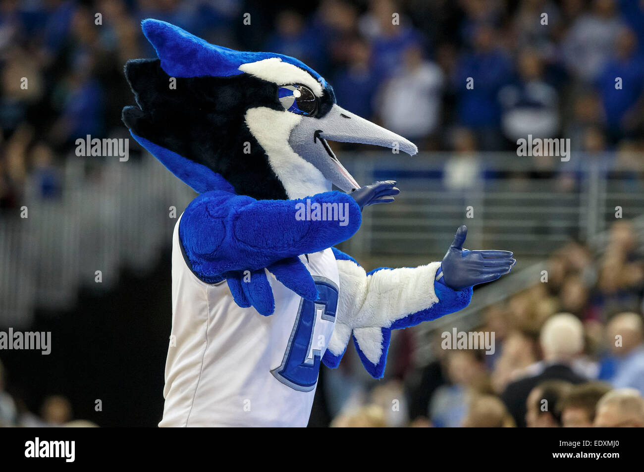 Creighton bluejay hi-res stock photography and images - Alamy