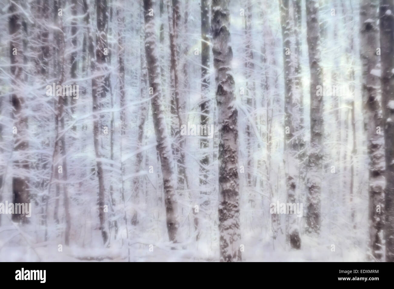 Trees in winter forest covered with snow. Made by monolens. Stock Photo