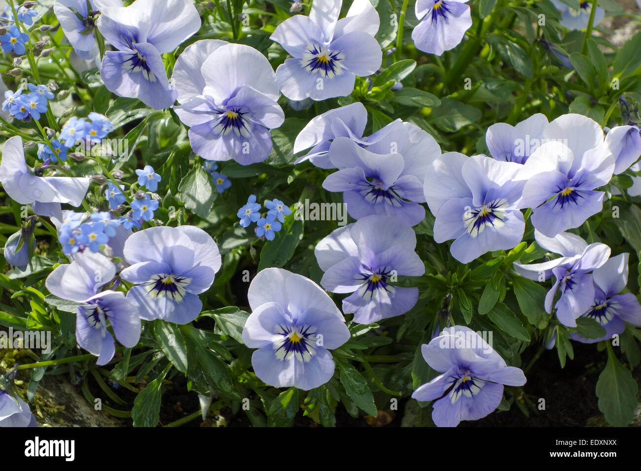 Blühende Hornveilchen im Frühling, Flowering horned pansies in the spring, horned, tufted, pansy, viola, pansies, violet, cornut Stock Photo