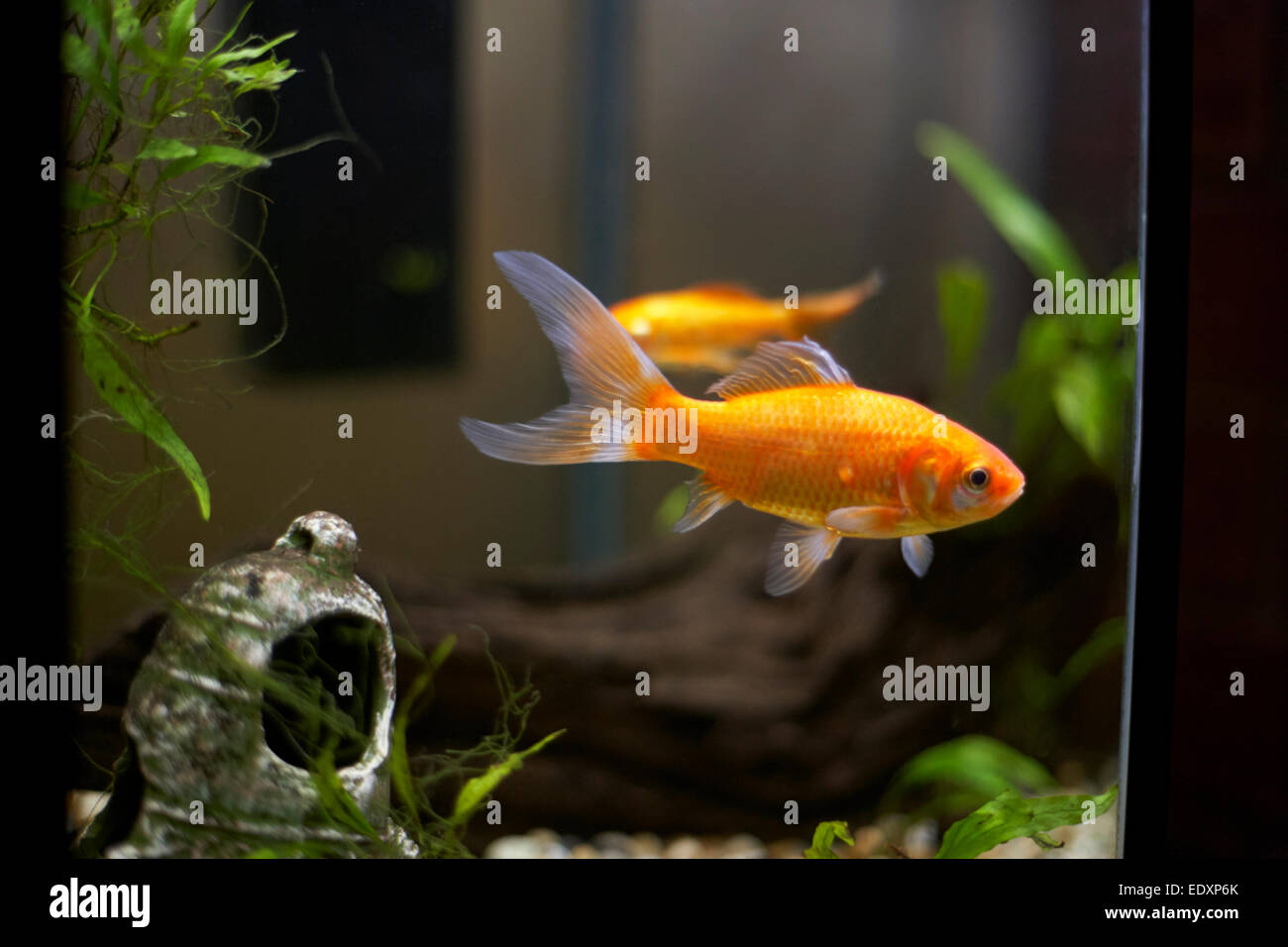 goldfish in a home aquarium Stock Photo Alamy