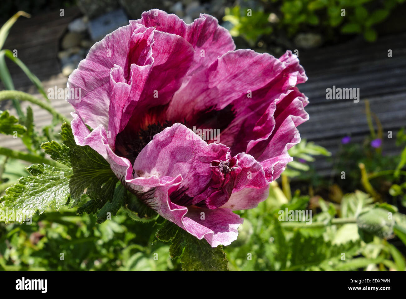 Blüte einer Mohnblume im Garten, Türkenmohn, Papaver Orientale, Poppy