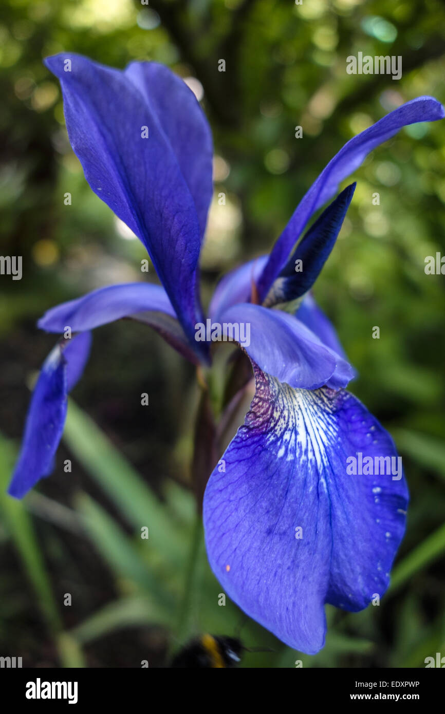 Sibirische Schwertlilie Wieseniris (Iris sibirica), Siberian Iris (Iris sibirica), siberian, bearded, iris, meadow, sibirica, bl Stock Photo