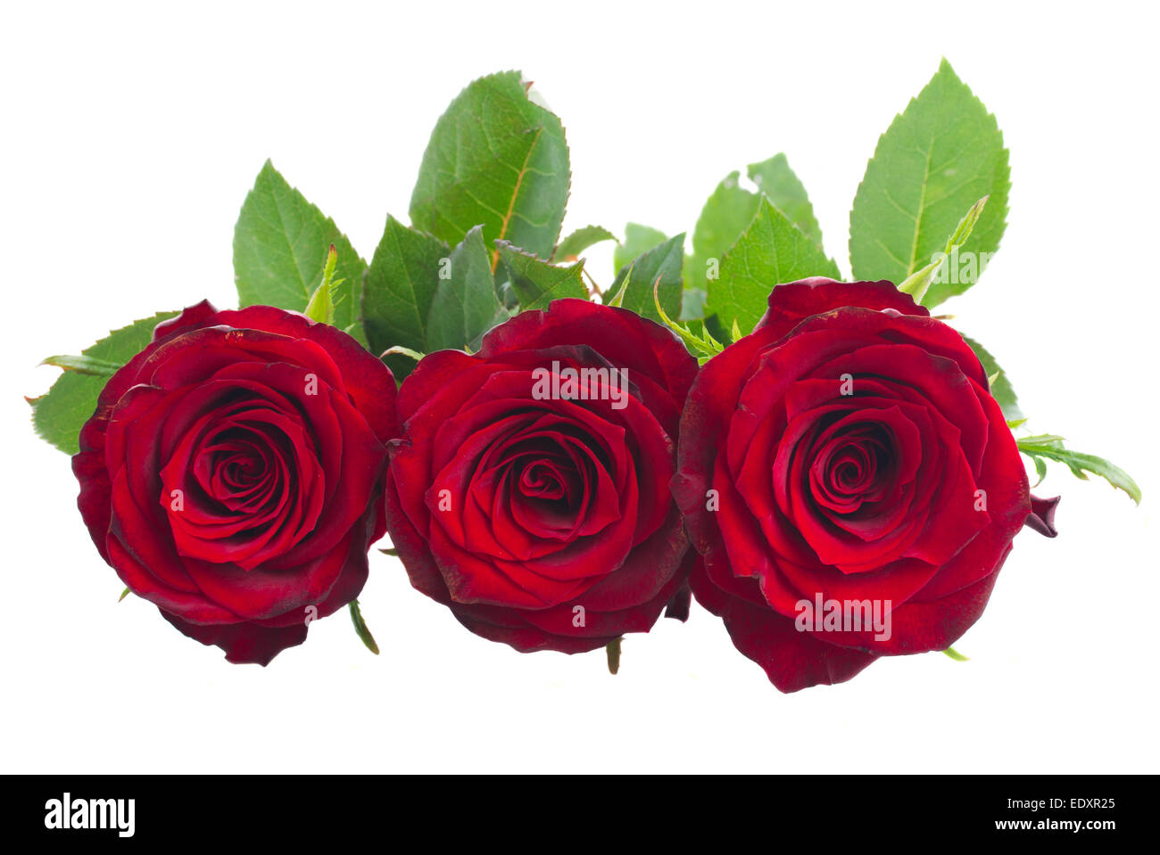 two scarlet red roses Stock Photo - Alamy