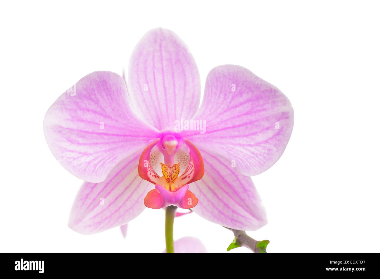 Pink orchid isolated on white background Stock Photo - Alamy