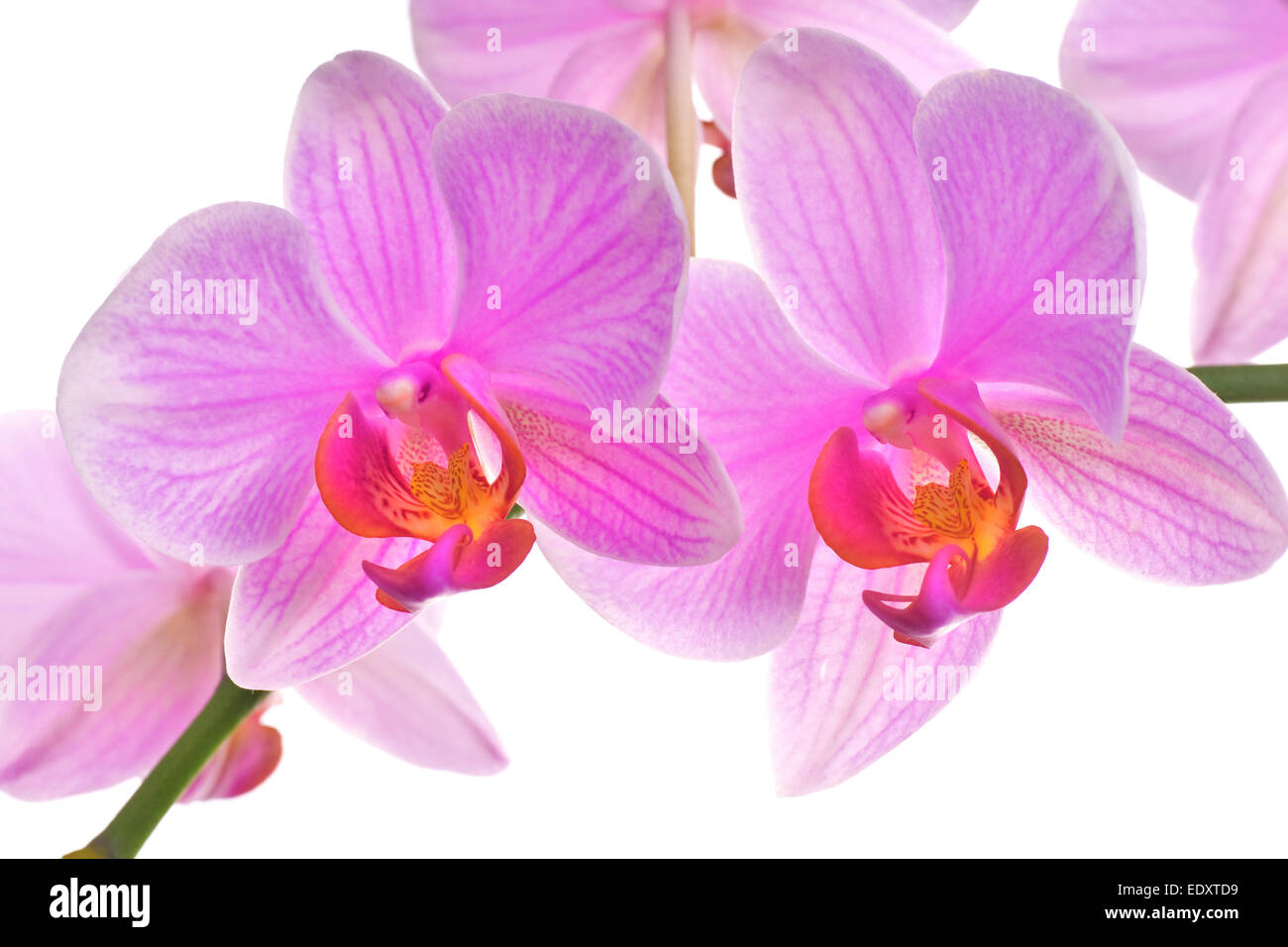 Pink orchid isolated on white background Stock Photo - Alamy