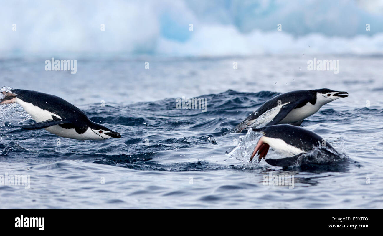 chinstrap penguins (Pygoscelis antarctica) porpoising on the surface of the water in antarctica Stock Photo