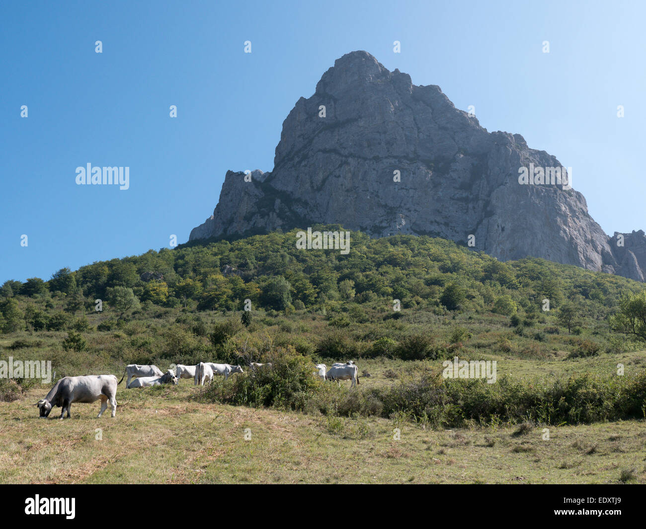 Cows graze on a field below  the Pic de Bugarach, the magic mountain in Aude, southern France Stock Photo