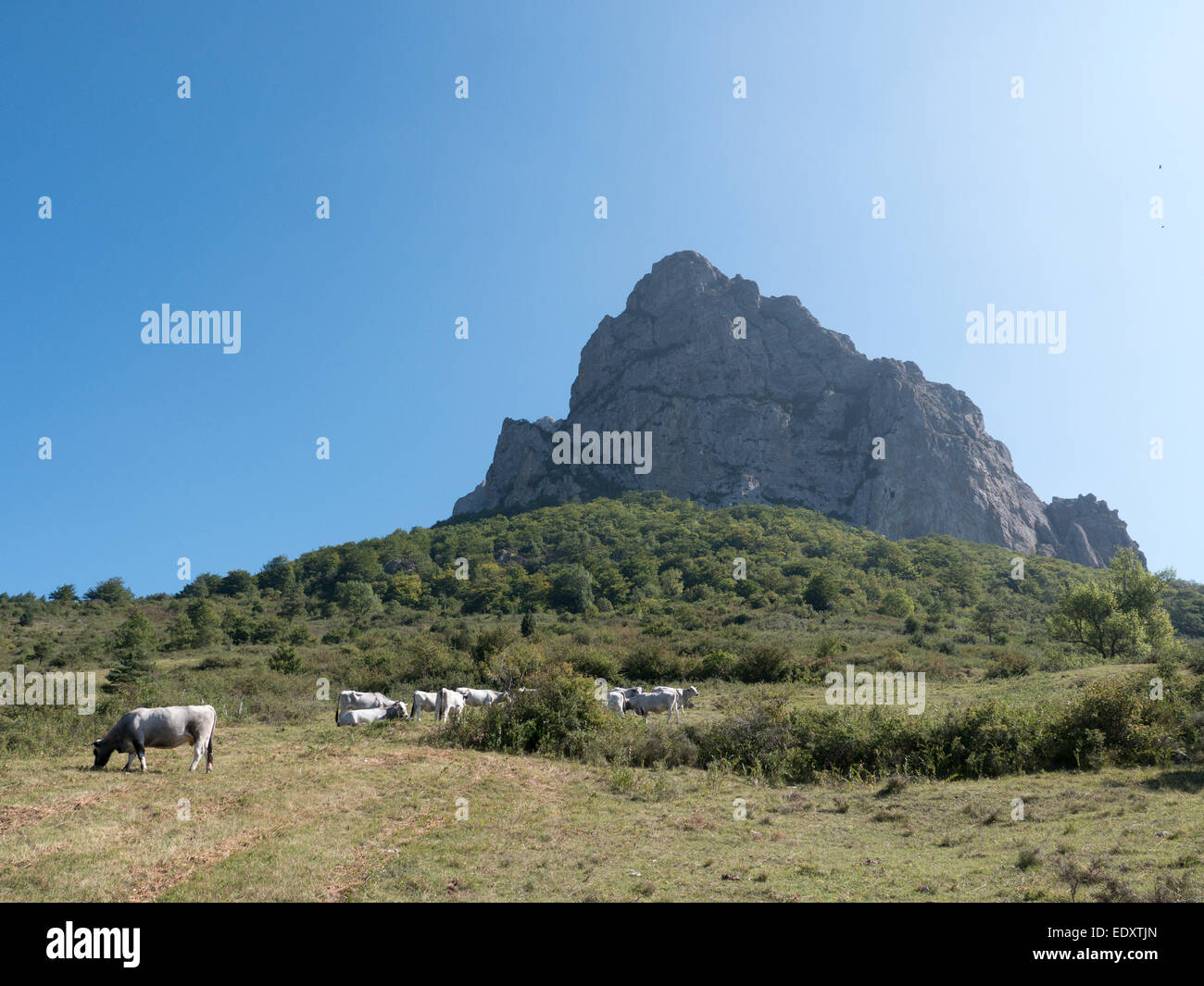 Cows graze on a field below  the Pic de Bugarach, the magic mountain in Aude, southern France Stock Photo