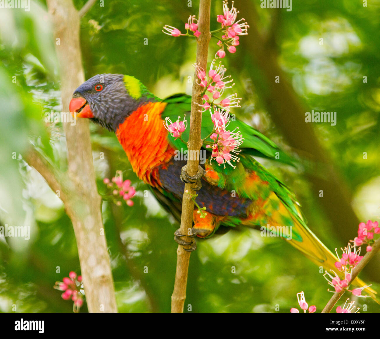 Brightly coloured rainbow lorikeet, Australian parrot in the wild among clusters of pink flowers of native corkwood tree Melicope elleryana Stock Photo