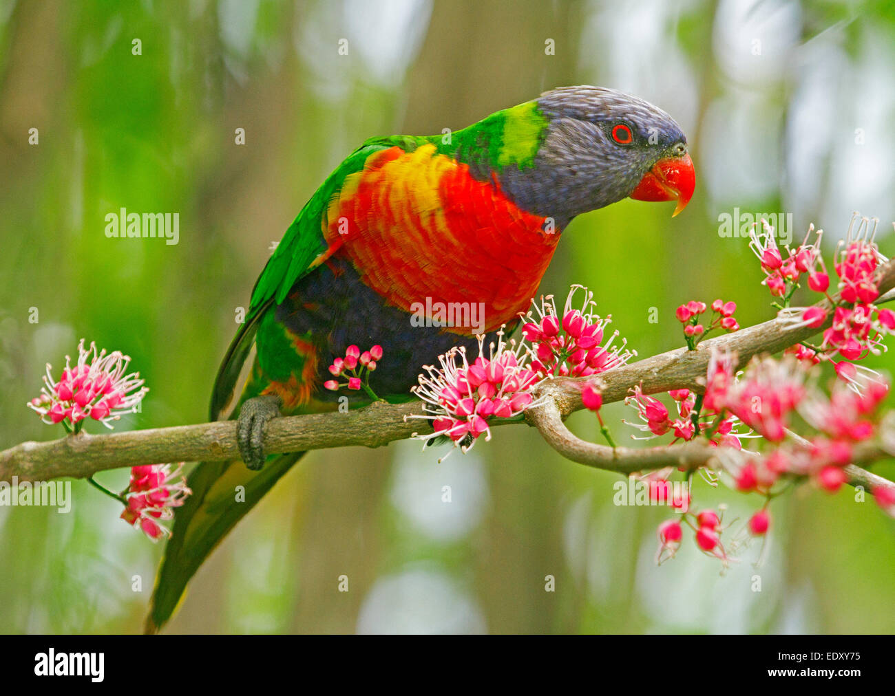 Brightly coloured rainbow lorikeet, Australian parrot in the wild among clusters of pink flowers of native corkwood tree, Melicope elleryana Stock Photo