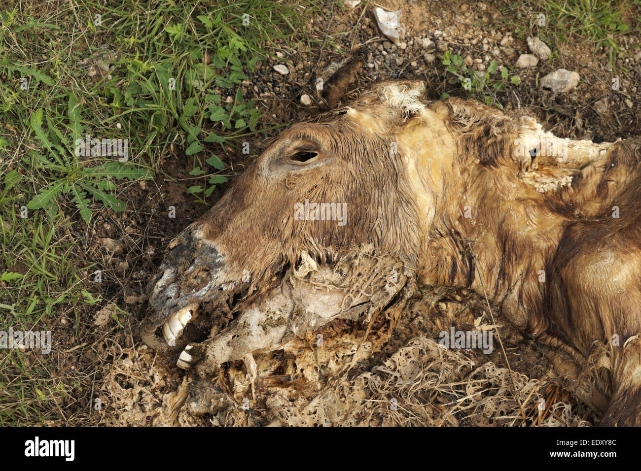 Dead burro lies next to a rural road in southern Star County, Texas. Stock Photo