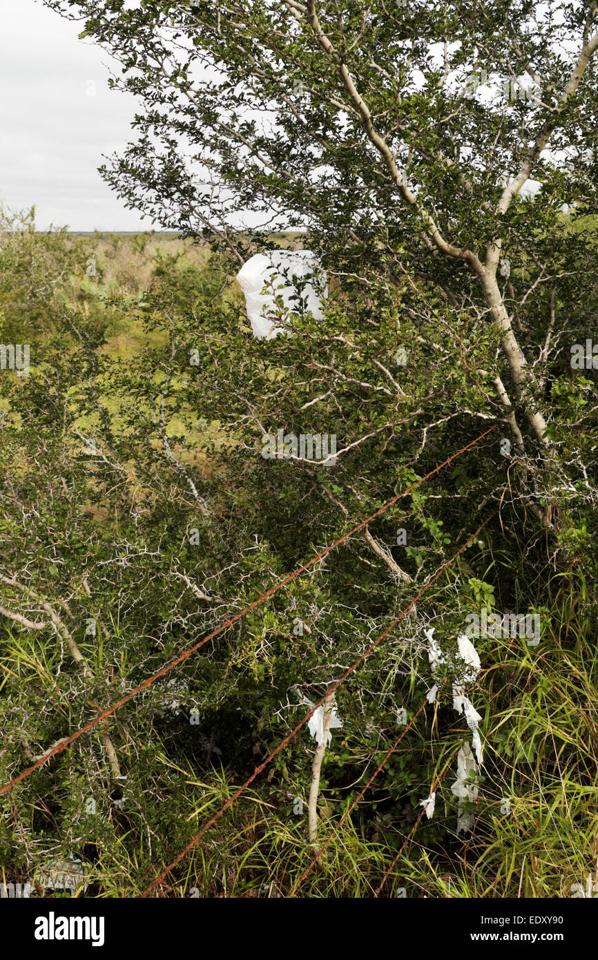 Windblown plastic grocery bags caught in the thornbrush next to a rural Texas Highway. Stock Photo