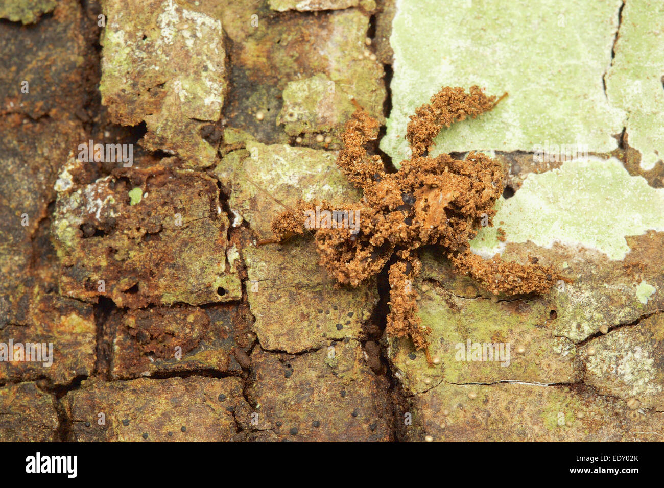 Assassin bugs camouflage hi-res stock photography and images - Alamy