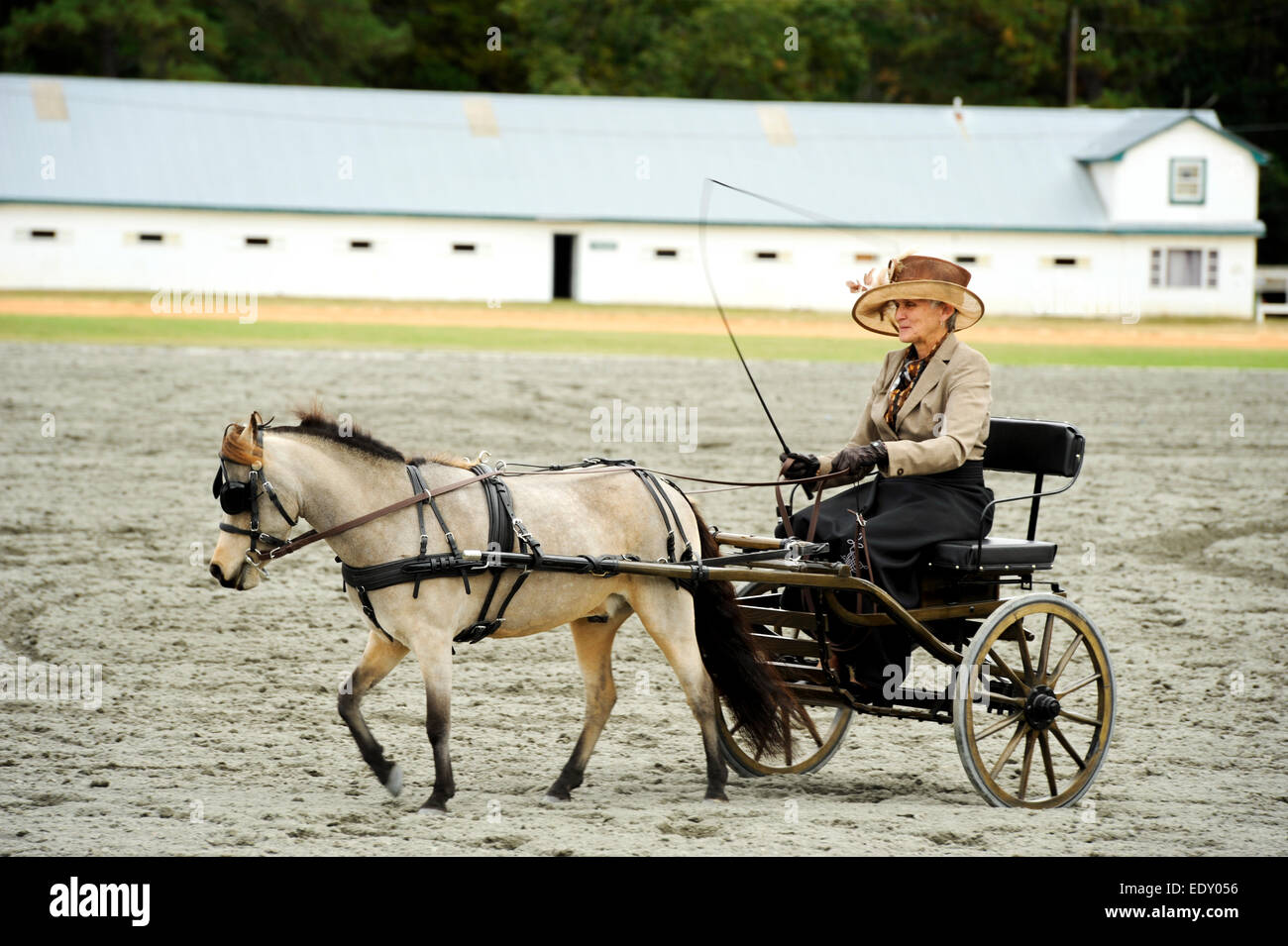 Lady riding pony buggy in Pinehurst North Carolina Stock Photo