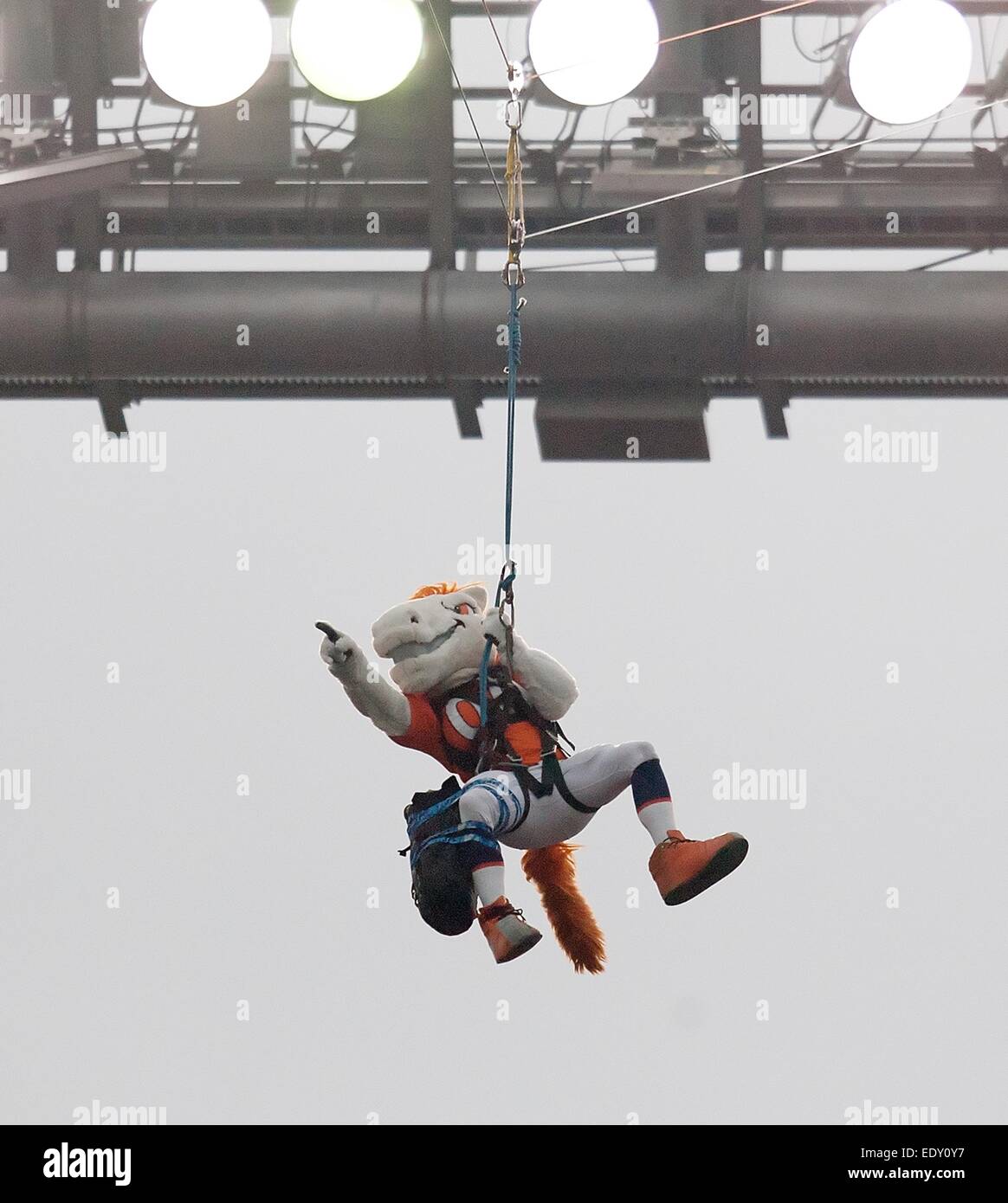 Denver, Colorado, USA. 11th Jan, 2015. Broncos Mascot Miles zip lines on to the field at the start of the game during the 1st. Half at Sports Authority Field at Mile High Sunday afternoon. The Colts beat the Broncos 24-13. Credit:  Hector Acevedo/ZUMA Wire/Alamy Live News Stock Photo