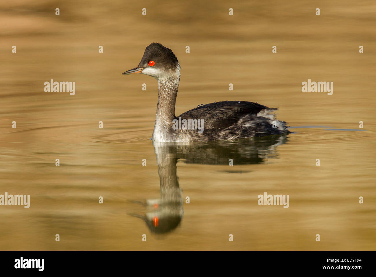 Eared Grebe  Podiceps nigricollis  McNeal, Cochise County, Arizona, United States  9 January         Adult in winter plumage. Stock Photo