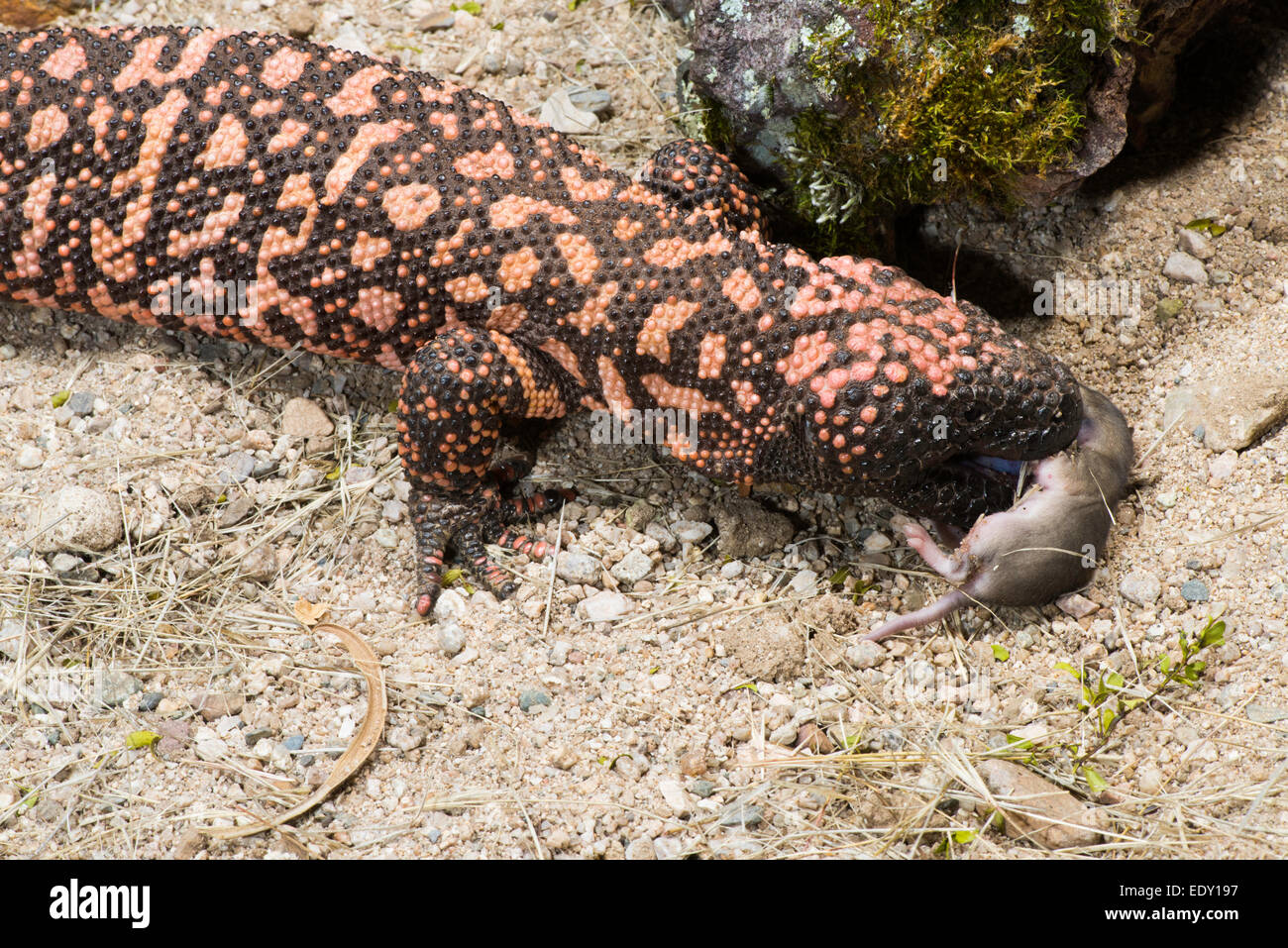 Gila Monster Heloderma suspectum suspectum Tucson, Arizona, United ...
