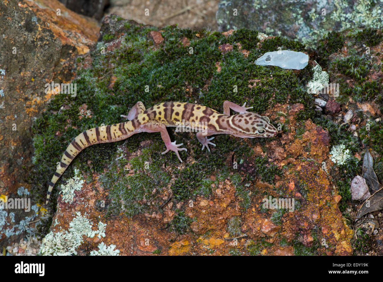 Western Banded Gecko  Coleonyx variegatus Tucson, Pima County, Arizona, United States 10 January     Freshly shed adult with hea Stock Photo