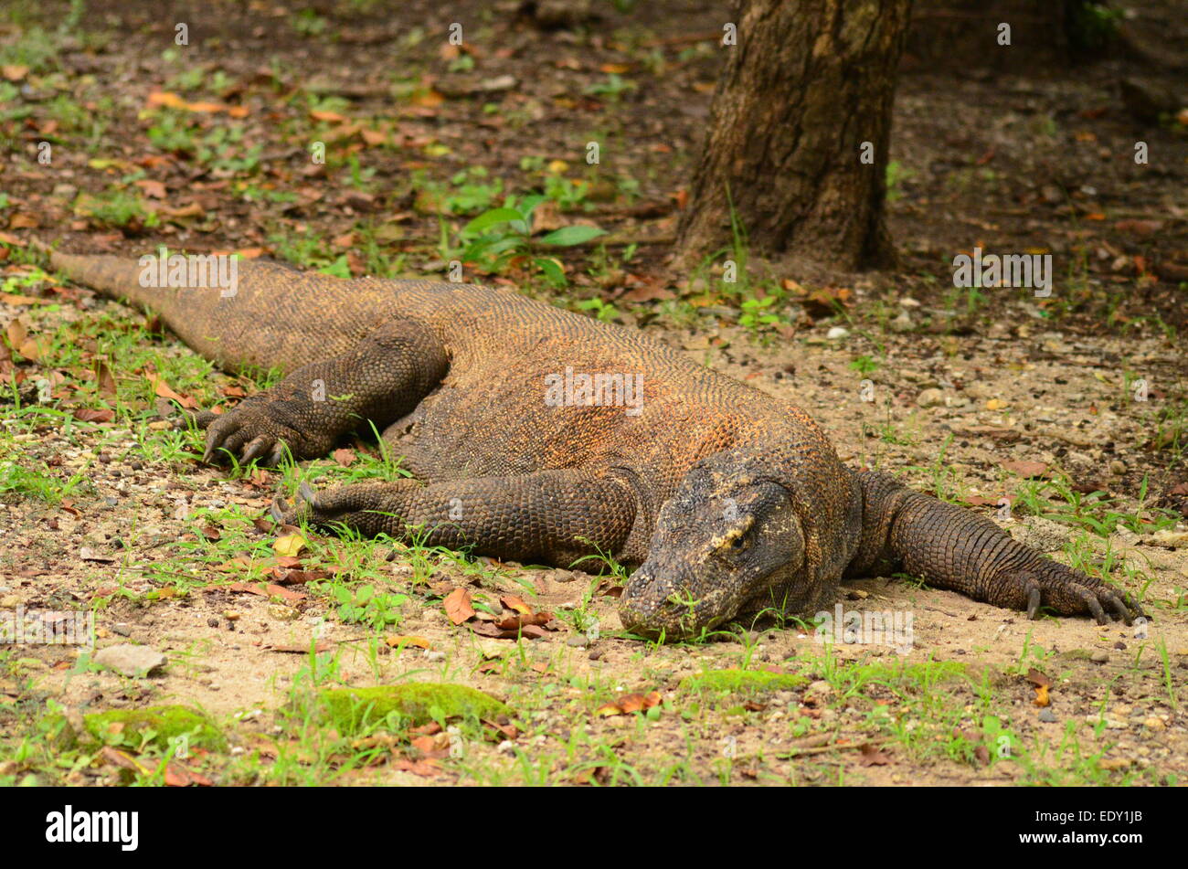 Komodo Dragon on Rinca Island, Indonesia Stock Photo Biology Diagrams