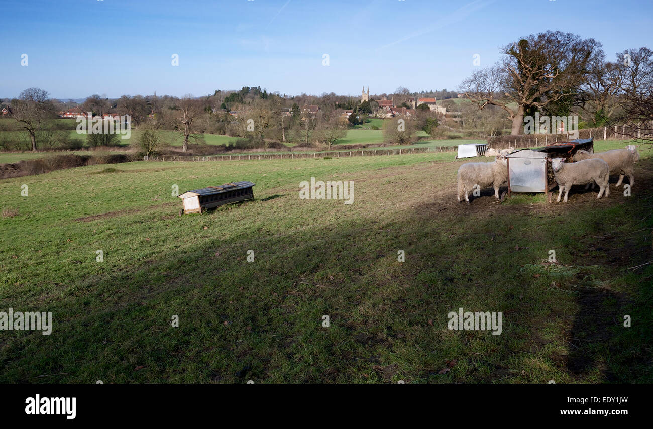 English countryside - sheep Stock Photo - Alamy