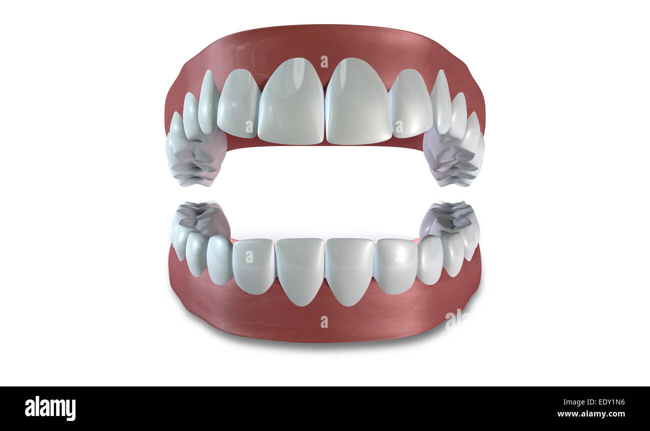 Seperated upper and lower sets of human teeth set in gums on an isolated background Stock Photo