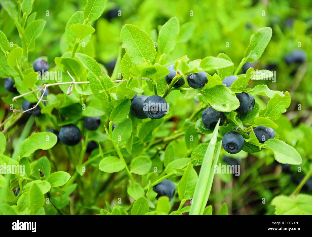 Little bush of ripe of wild blueberry Stock Photo Alamy