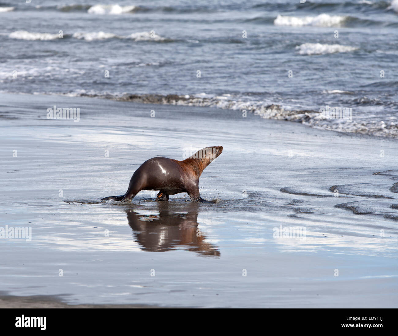 Released rehabilitated young California Sea Lion preparing to enter coastal waters. Stock Photo