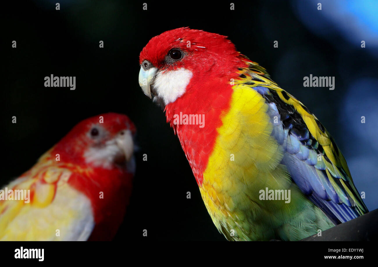 Very brightly coloured Australian Eastern rosella parrot (Platycercus eximius Stock Photo - Alamy