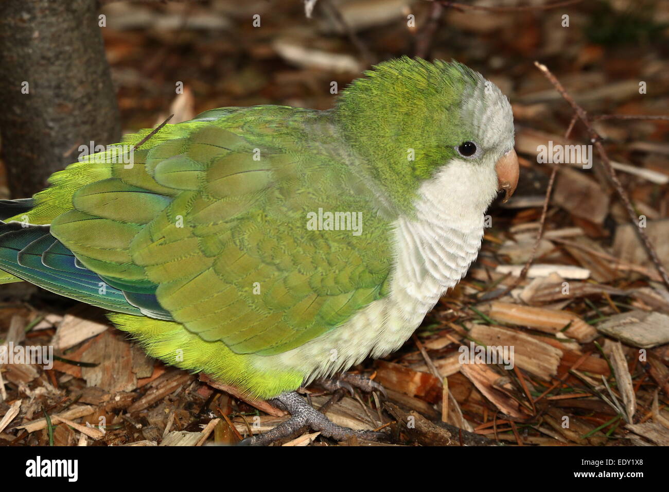 Quaker parrot hires stock photography and images Alamy Quaker parrot hires stock photography and images Alamy