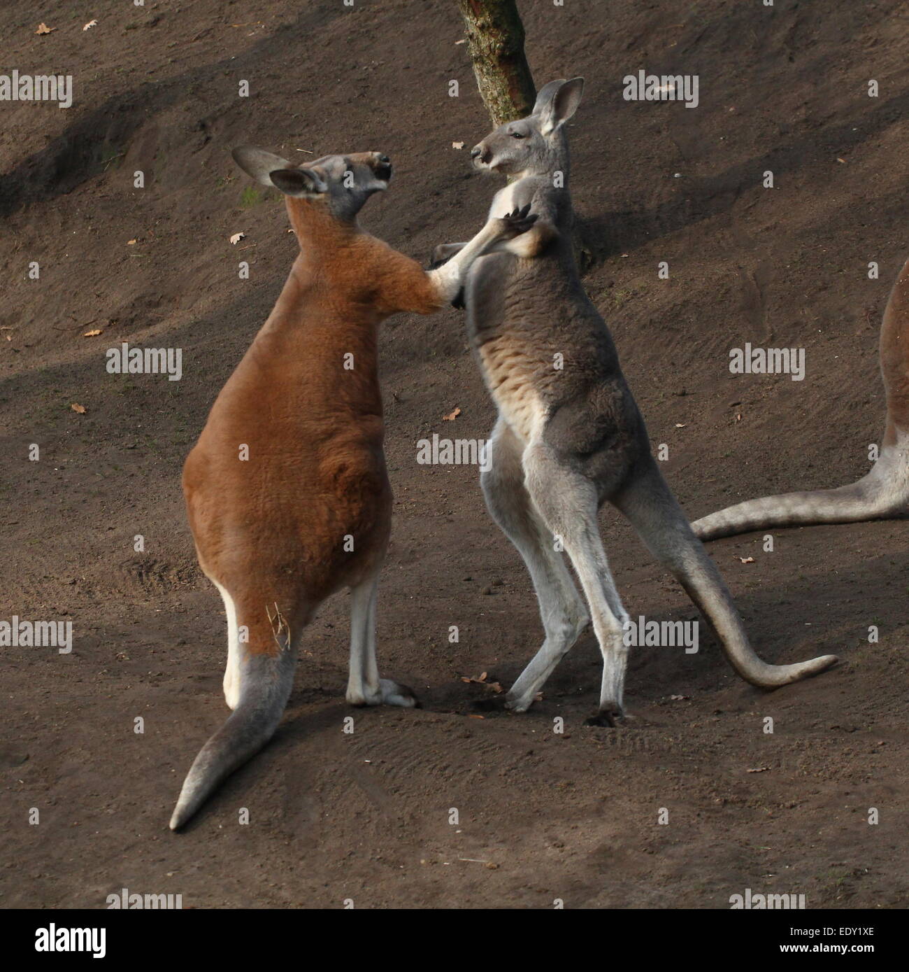 Two male Red Kangaroos (Macropus rufus) fighting at close range, Stock Photo
