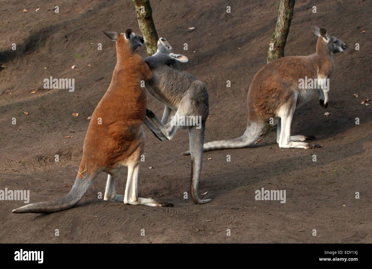 Red kangaroo boxing hires stock photography and images Alamy