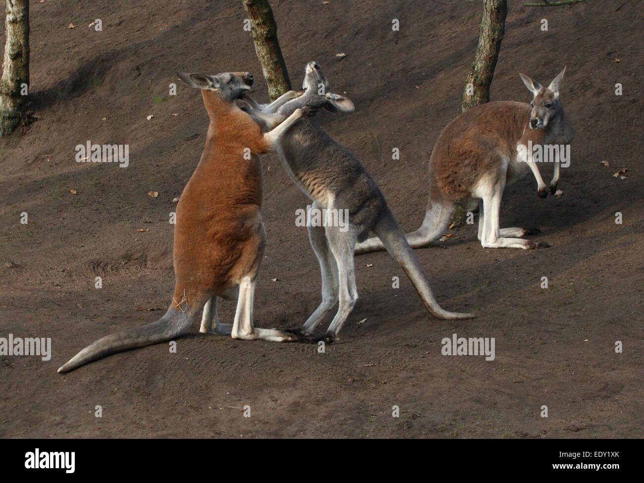 Red Kangaroo Boxing High Resolution Stock Photography and Images Alamy